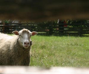 XII Podlaskie Święto Chleba, 12.08.2012 r.