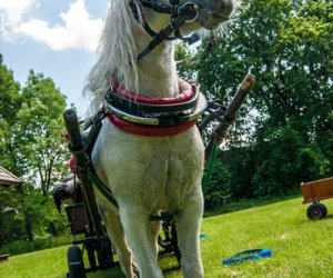 Dzień dziecka w Muzeum Rolnictwa Dzień dziecka w Muzeum Rolnictwa