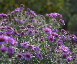 NIECOdziennik muzealny - Wieś w październiku NIECOdziennik muzealny - Wieś w październiku