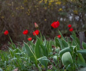 Codziennik Muzealny - Wiosna w ciechanowieckim muzeum Codziennik Muzealny - Wiosna w ciechanowieckim muzeum