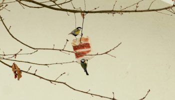 Zimowe Ptakoliczenie 2017