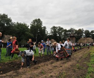 Wykopki w Skansenie Wykopki w Skansenie