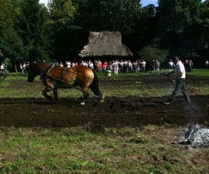 Wykopki w skansenie 2009