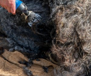 NIECOdziennik muzealny – Strzyżenie owiec NIECOdziennik muzealny – Strzyżenie owiec