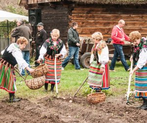 Wykopki w Skansenie 2013 Wykopki w Skansenie 2013