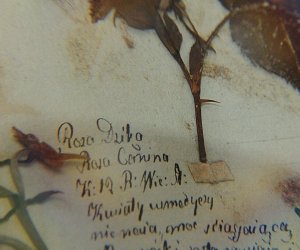 Oficyna – ekspozycja „Tradycje zielarskie” Oficyna – ekspozycja „Tradycje zielarskie”