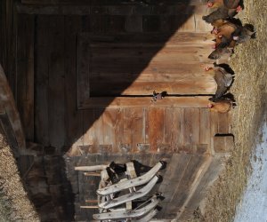 NIECOdziennik Muzealny Mieszkańcy Muzeum – „Na Kurzej Łapce” NIECOdziennik Muzealny Mieszkańcy Muzeum – „Na Kurzej Łapce”