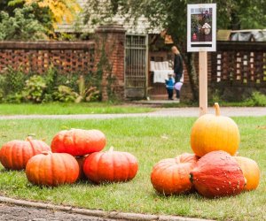 Wykopki w Skansenie 2013 Wykopki w Skansenie 2013