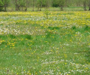 Zwyczaj święcenia pól – dawniej i dzisiaj… Zwyczaj święcenia pól – dawniej i dzisiaj…