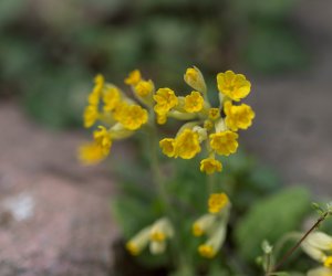 Codziennik Muzealny - Wiosna w ciechanowieckim muzeum Codziennik Muzealny - Wiosna w ciechanowieckim muzeum