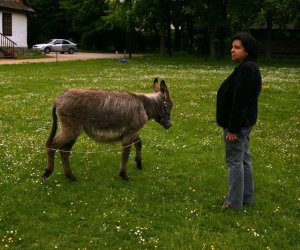 Początek wiosny w Muzeum Rolnictwa im. ks. K. Kluka w Ciechanowcu to czas dla zwierząt. Początek wiosny w Muzeum Rolnictwa im. ks. K. Kluka w Ciechanowcu to czas dla zwierząt.