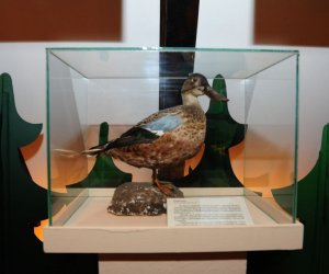 Wystawa czasowa „Ptaki wodno-błotne” Wystawa czasowa „Ptaki wodno-błotne”