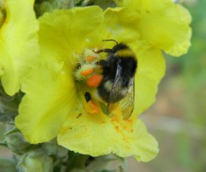 Niecodziennik Muzealny - Gdzie rośnie dziewanna ... Niecodziennik Muzealny - Gdzie rośnie dziewanna ...