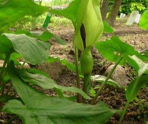 Niecodziennik Muzealny - Roślinna sztuka manipulacji, czyli kilka słów o zapylaniu Niecodziennik Muzealny - Roślinna sztuka manipulacji, czyli kilka słów o zapylaniu