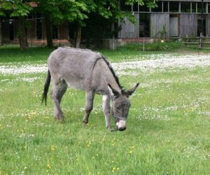 Początek wiosny w Muzeum Rolnictwa im. ks. K. Kluka w Ciechanowcu to czas dla zwierząt. Początek wiosny w Muzeum Rolnictwa im. ks. K. Kluka w Ciechanowcu to czas dla zwierząt.