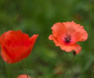 Niecodziennik Muzealny - Roślinna sztuka manipulacji, czyli kilka słów o zapylaniu Niecodziennik Muzealny - Roślinna sztuka manipulacji, czyli kilka słów o zapylaniu