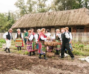 Wykopki w Skansenie 2013 Wykopki w Skansenie 2013