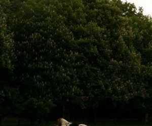 Początek wiosny w Muzeum Rolnictwa im. ks. K. Kluka w Ciechanowcu to czas dla zwierząt. Początek wiosny w Muzeum Rolnictwa im. ks. K. Kluka w Ciechanowcu to czas dla zwierząt.