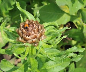 Niecodziennik Muzealny - Roślinna sztuka manipulacji, czyli kilka słów o zapylaniu Niecodziennik Muzealny - Roślinna sztuka manipulacji, czyli kilka słów o zapylaniu