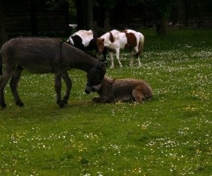 Początek wiosny w Muzeum Rolnictwa im. ks. K. Kluka w Ciechanowcu to czas dla zwierząt. Początek wiosny w Muzeum Rolnictwa im. ks. K. Kluka w Ciechanowcu to czas dla zwierząt.