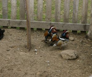 Początek wiosny w Muzeum Rolnictwa im. ks. K. Kluka w Ciechanowcu to czas dla zwierząt. Początek wiosny w Muzeum Rolnictwa im. ks. K. Kluka w Ciechanowcu to czas dla zwierząt.