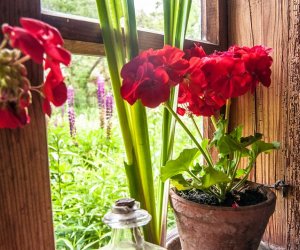 Zielone Świątki Zielone Świątki