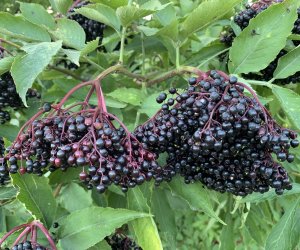 DZIAŁ TRADYCJI ZIELARSKICH DZIAŁ TRADYCJI ZIELARSKICH