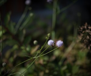 Czarcikęsik Kluka już kwitnie ! Czarcikęsik Kluka już kwitnie !