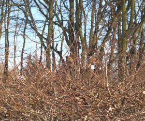 Nowe budki lęgowe w muzealnym parku Nowe budki lęgowe w muzealnym parku