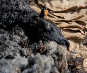 NIECOdziennik muzealny – Strzyżenie owiec