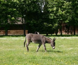 Początek wiosny w Muzeum Rolnictwa im. ks. K. Kluka w Ciechanowcu to czas dla zwierząt. Początek wiosny w Muzeum Rolnictwa im. ks. K. Kluka w Ciechanowcu to czas dla zwierząt.