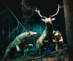 Konferencja Naukowo-Szkoleniowa III PARAZYTOZY ZWIERZĄT - fotorelacja