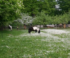 Początek wiosny w Muzeum Rolnictwa im. ks. K. Kluka w Ciechanowcu to czas dla zwierząt. Początek wiosny w Muzeum Rolnictwa im. ks. K. Kluka w Ciechanowcu to czas dla zwierząt.