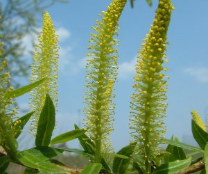 Codziennik Muzealny - wierzba - naturalna aspiryna Codziennik Muzealny - wierzba - naturalna aspiryna