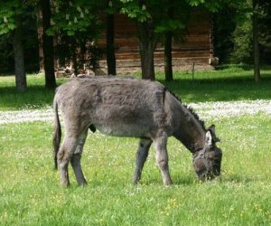 Początek wiosny w Muzeum Rolnictwa im. ks. K. Kluka w Ciechanowcu to czas dla zwierząt. Początek wiosny w Muzeum Rolnictwa im. ks. K. Kluka w Ciechanowcu to czas dla zwierząt.