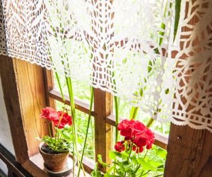 Zielone Świątki Zielone Świątki